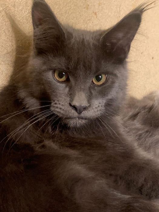 Котята Мейн-кун девочки