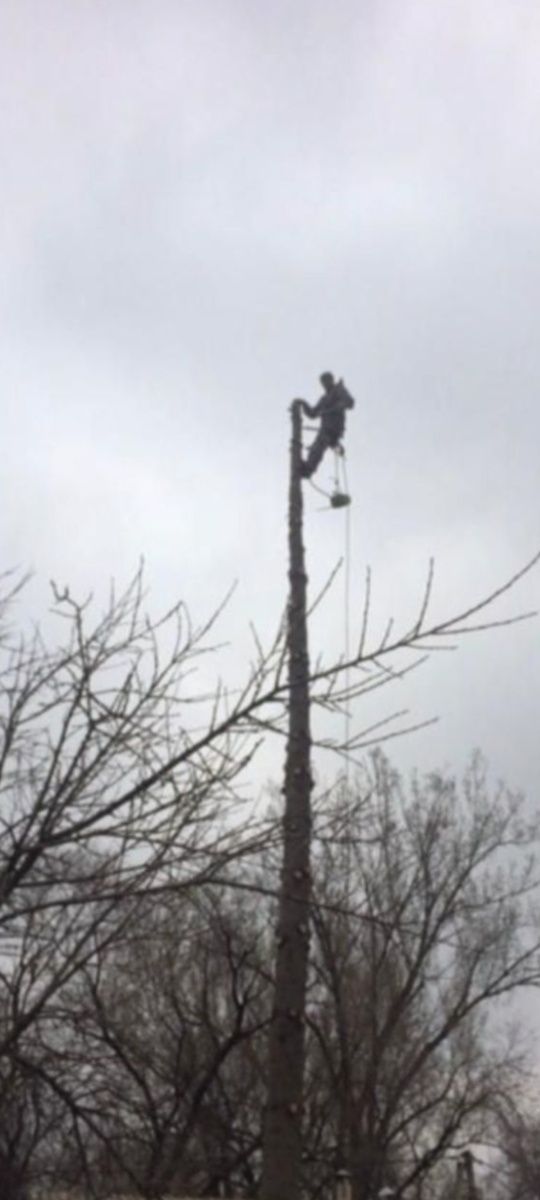 Пилим дерево любой сложности