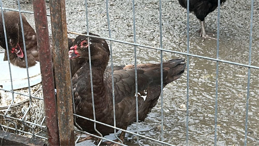 Rate ciocolatii 2025