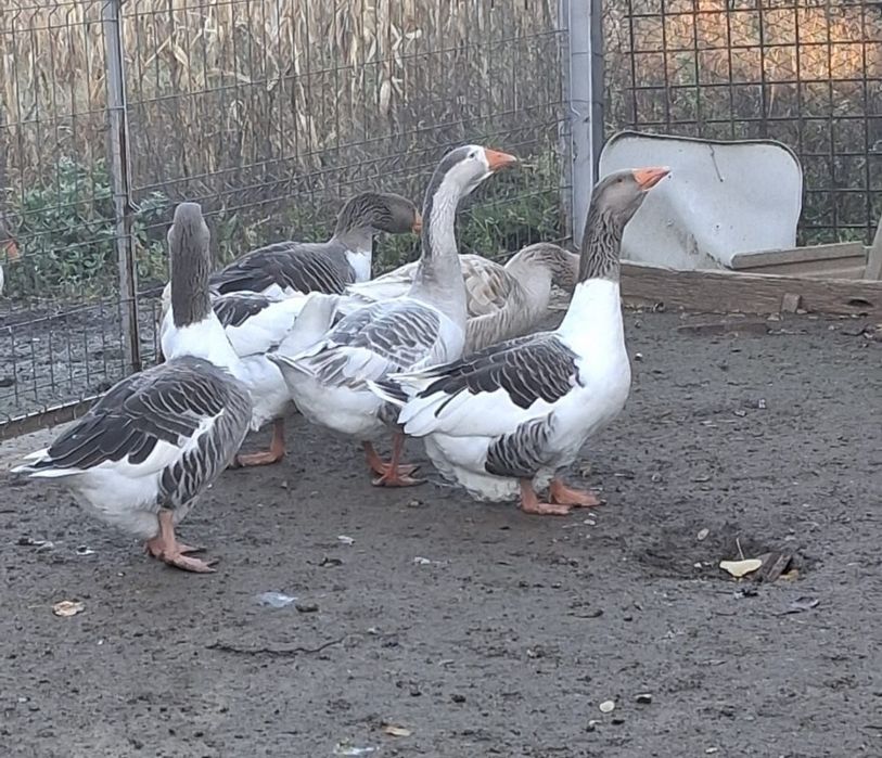 Vând Gâște de carne