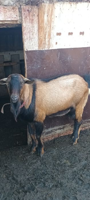 Vând țapi alpin francez și sannen