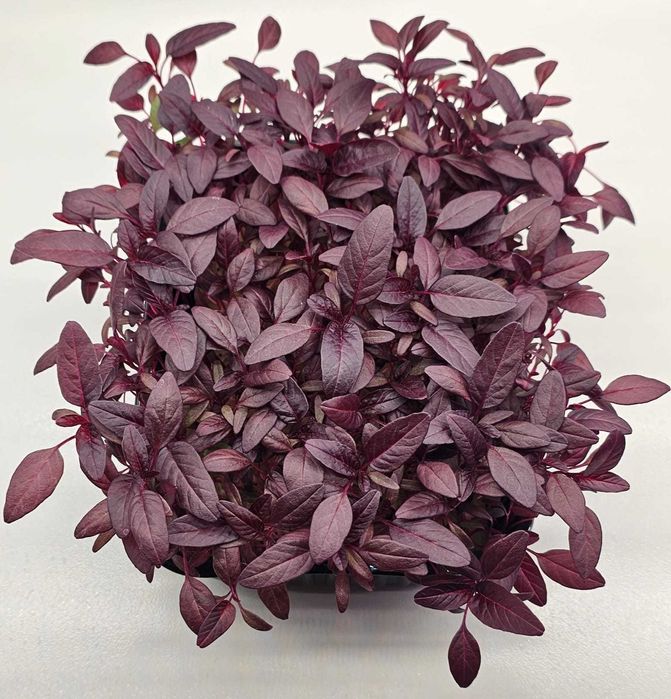 Микрозелень в наличии