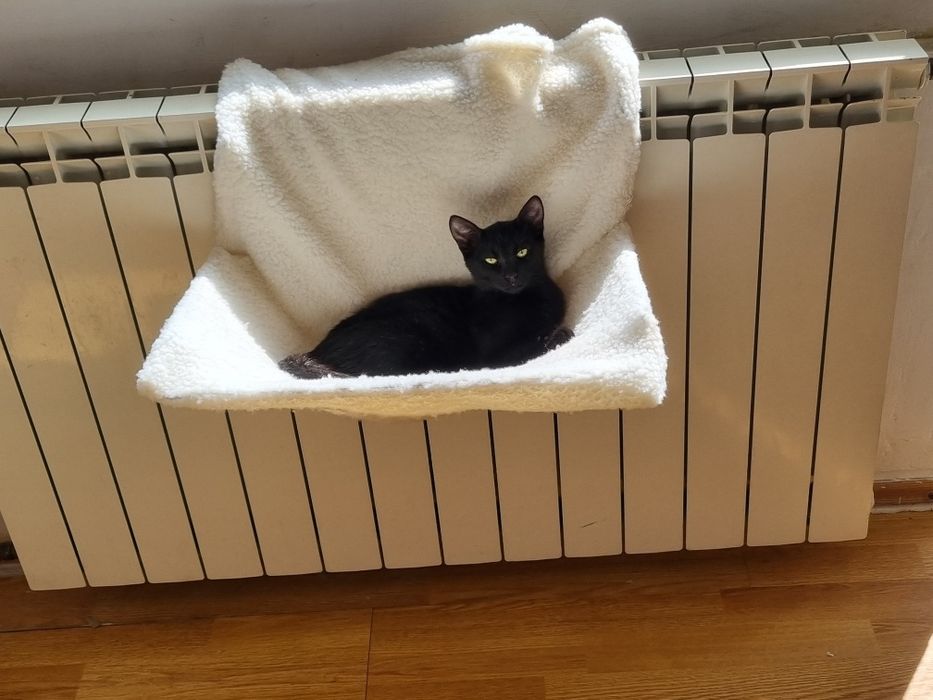Pui de pisica,pisicuta de adoptat,puiut de pisica pentru adoptie,pisi