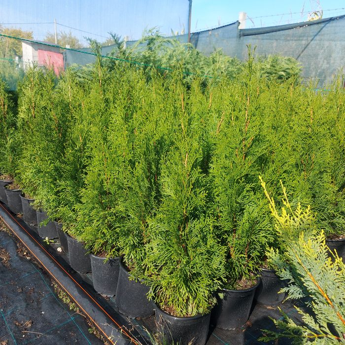Leylandii Gold Rider / Leylandii Auriu