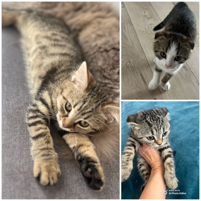 Donez 3 pisicute. ( masculi)