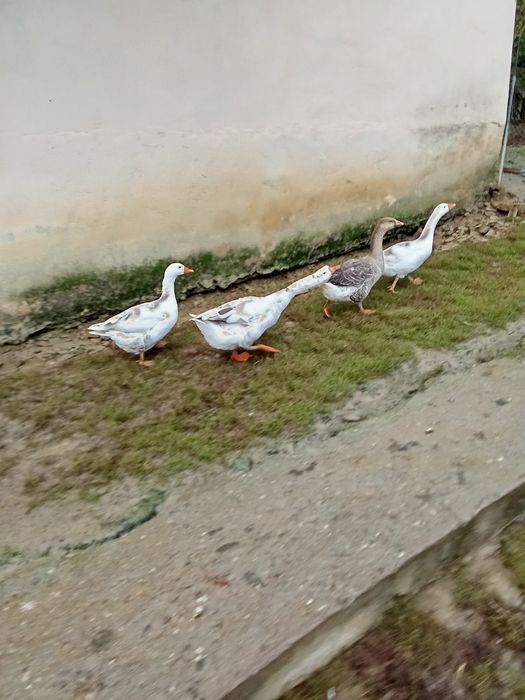 Gâște de vanzare