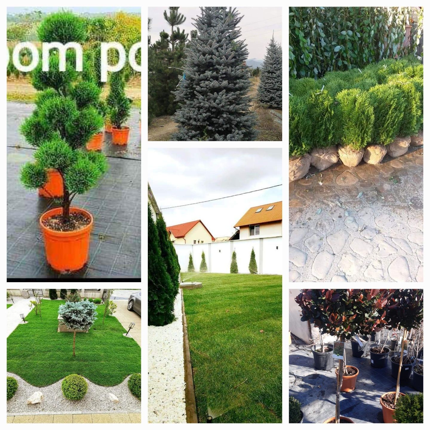 Vîn plante ornamentale/Tuia smarald/leilandi/Magnoli/Palmieri/Prunus/