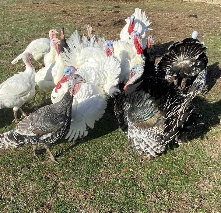 Vând curci și curcani