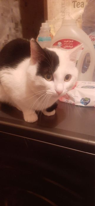 Домашные животные