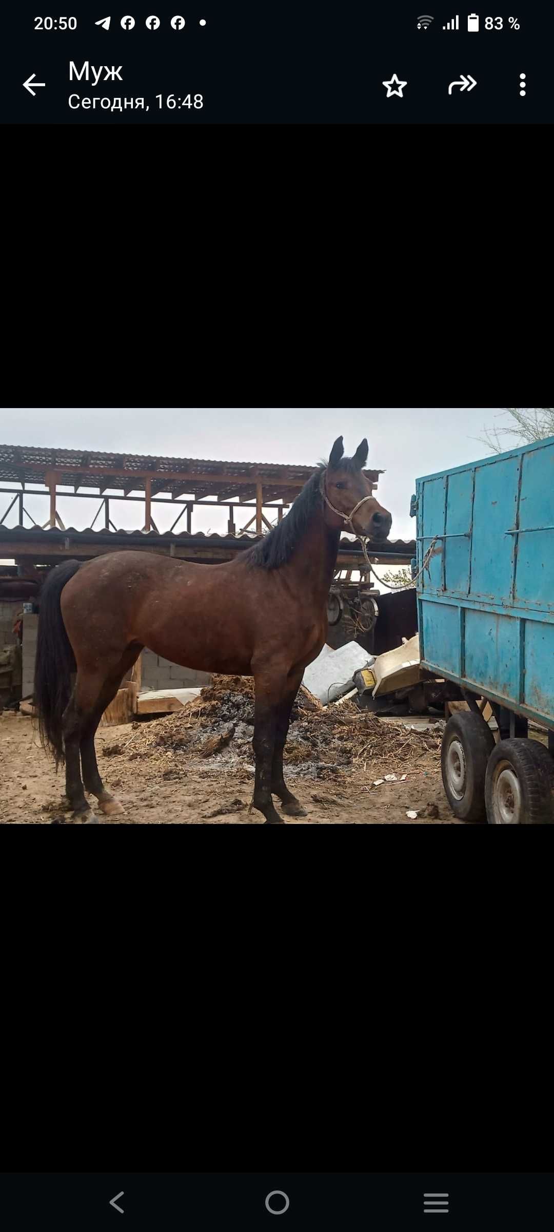 Продам лошадь полукровку