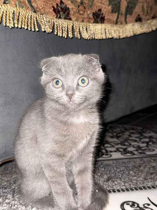 Продам срочно недорого шотландского вислоухого котенка