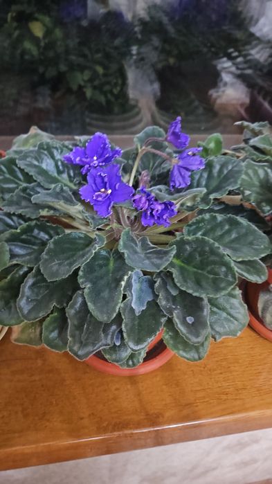 Продам фиалки, цветущие, детки , разные