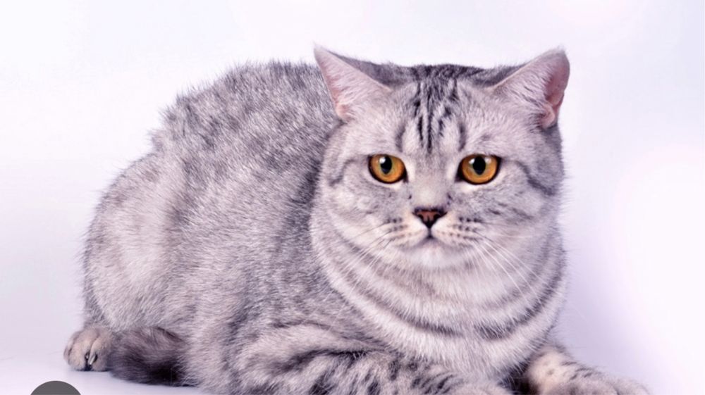 британский кот. Британдық мысық