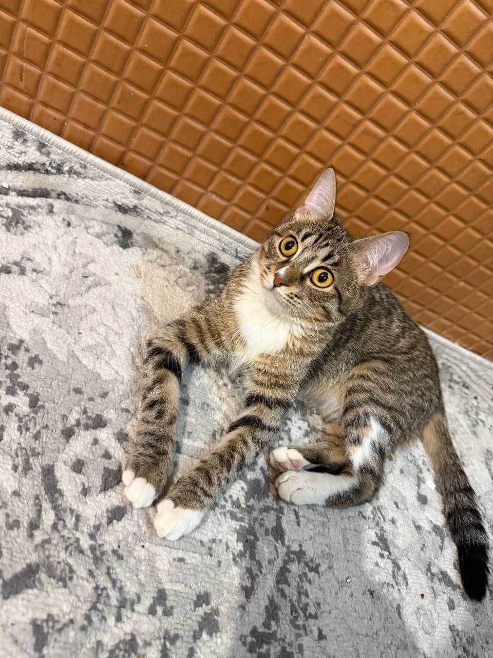 Кошка стерилизованная