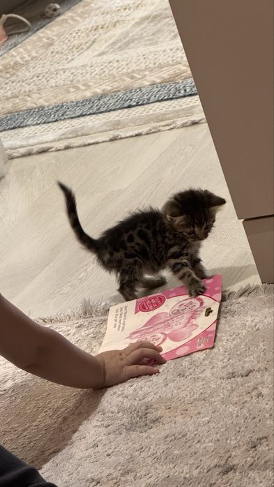 Срочно Продам котенка мама бенгальская