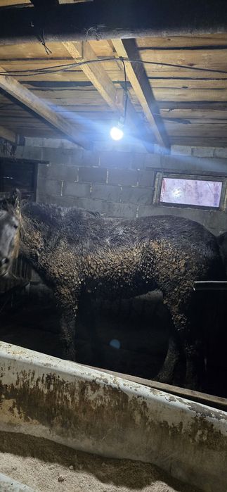 Продам на согым 1.5год