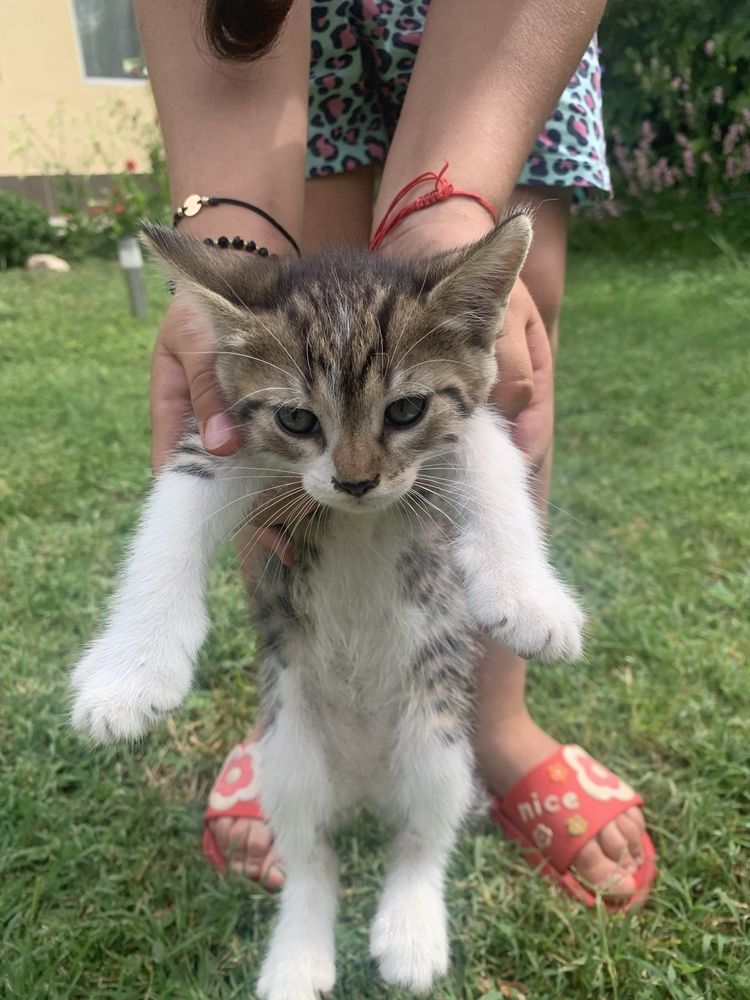 Vand pisici de casa fete /baieti