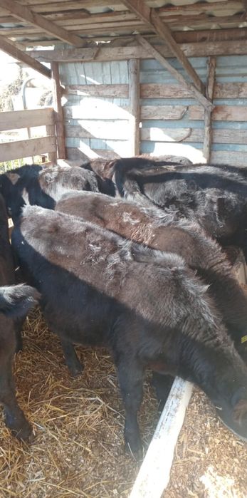 Vand vitele aberdeen angus