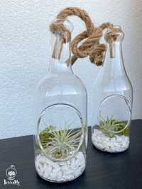 Terariu sticla sfoara plante aeriene naturale aranjament cadou