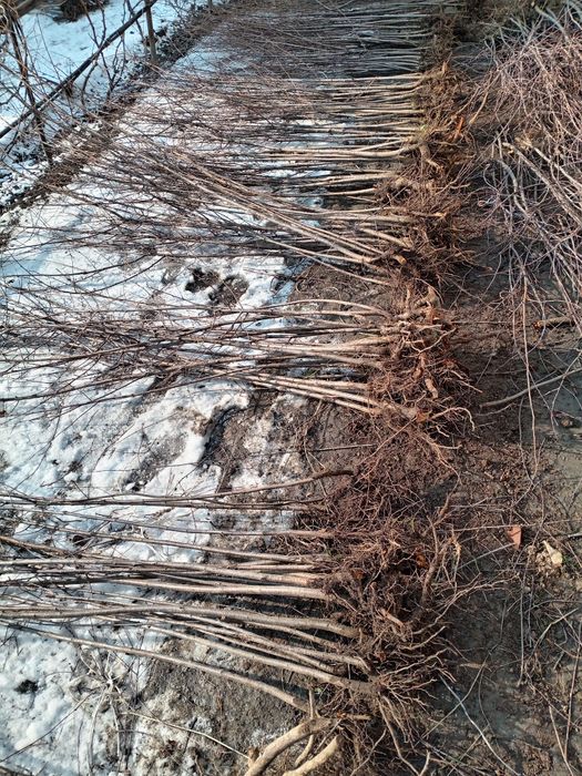 Kochat Yashil makon uchun kochatlar bor