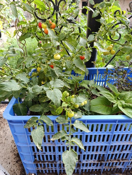 Биогумос сотилади