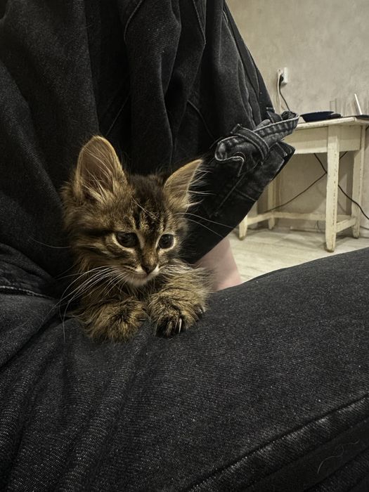 Котенок девочка.