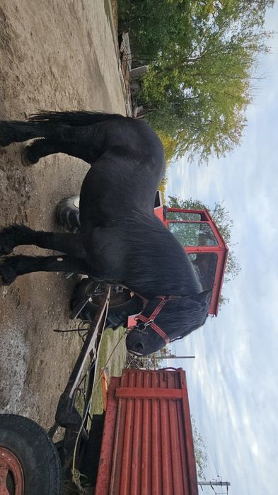 Armăsarul de fiitero de vânzare