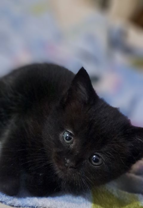Отдам котят в добрые руки.