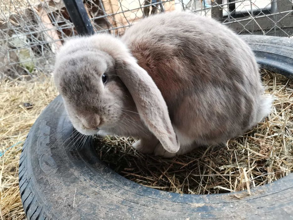 Vând iepuri berbec german