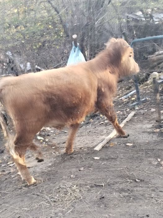 Vițel vițel vițel