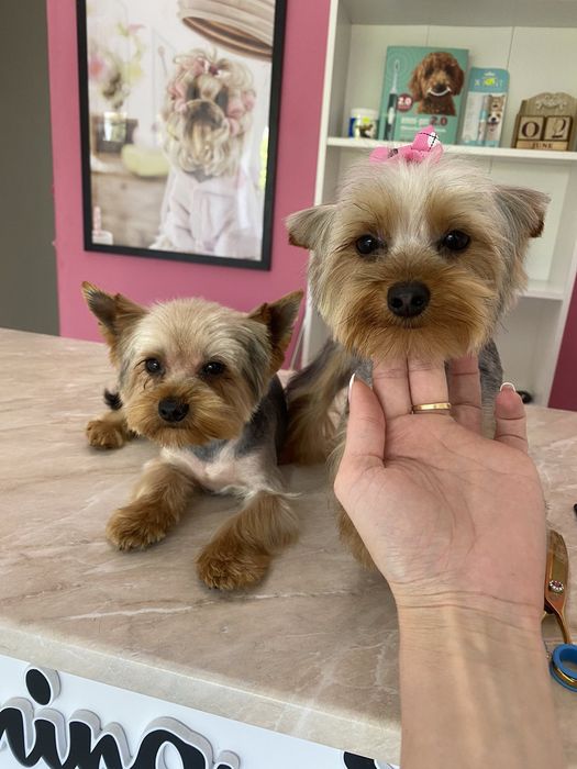 Йоркширски териер