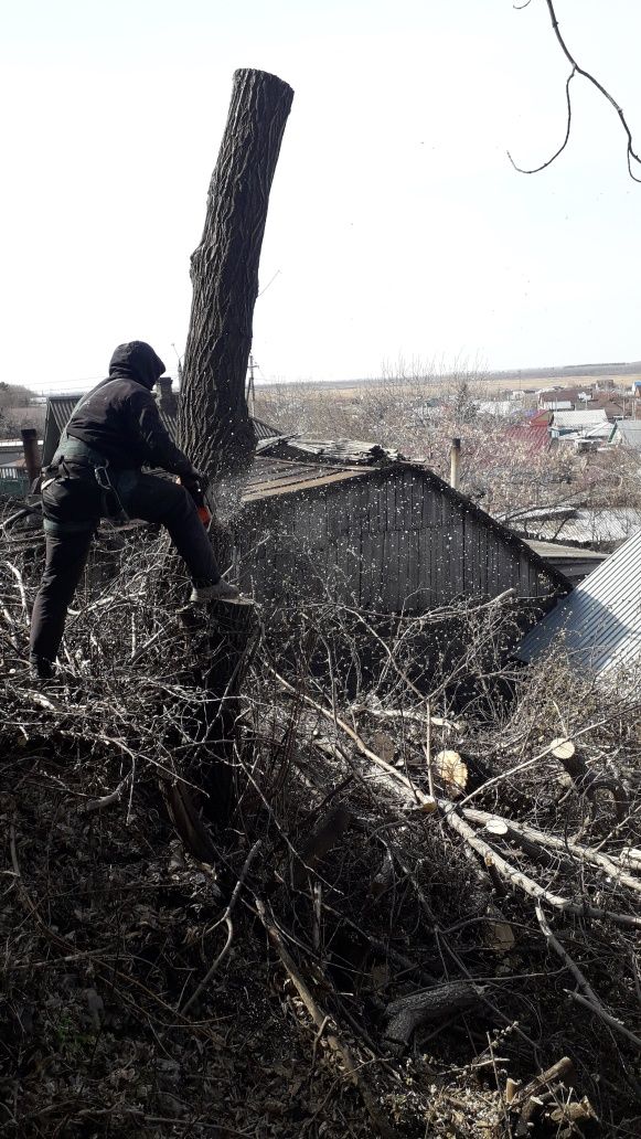 Валка деревьев, спилить ветки, удаление кроны дерева, спил дерево.