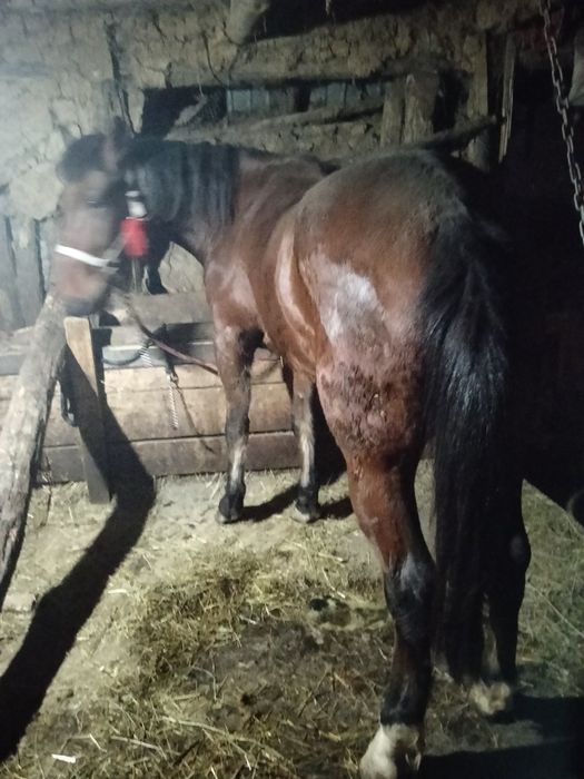 Vând mânz de 3 ani