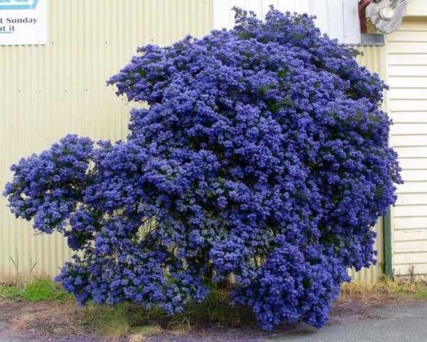 Цеанотусът (Ceanothus) или калифорнийският люляк