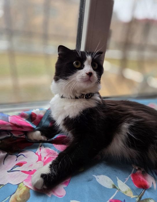 Котёнок в добрые руки!