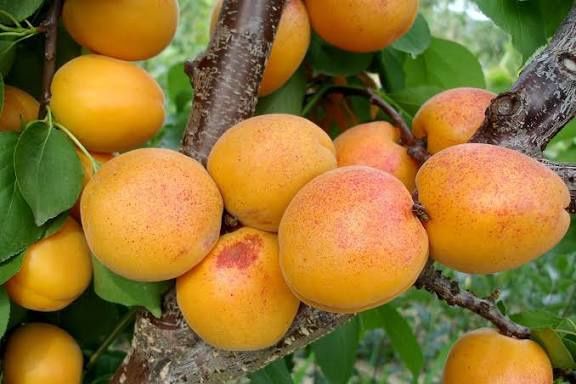 Pomi Fructiferi Clasici