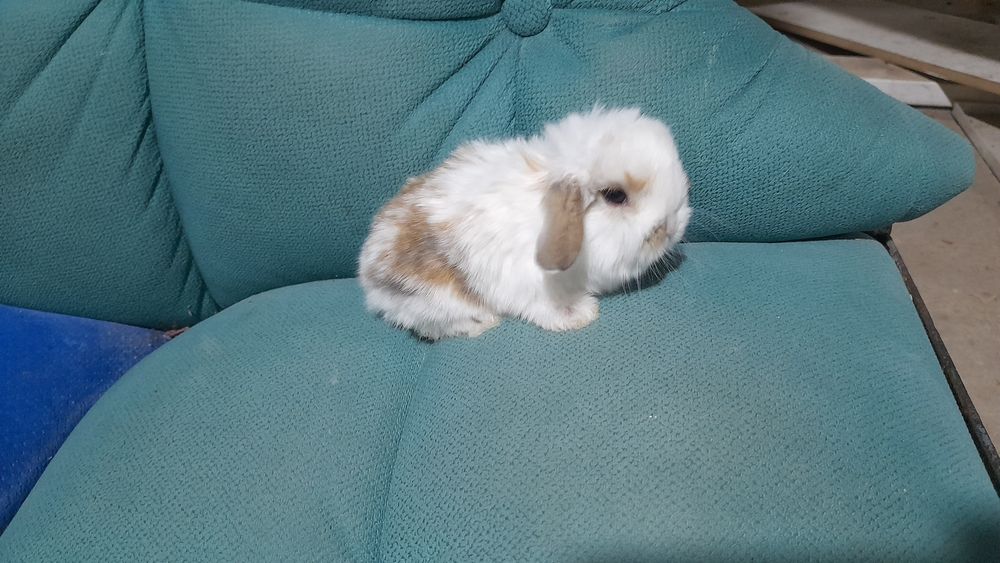 Срочно продаются декоративные карликовые кролики