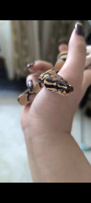 Продажа питонов
Fire enchi elloy belly 
Enchi elloy belly 
Мальчики,