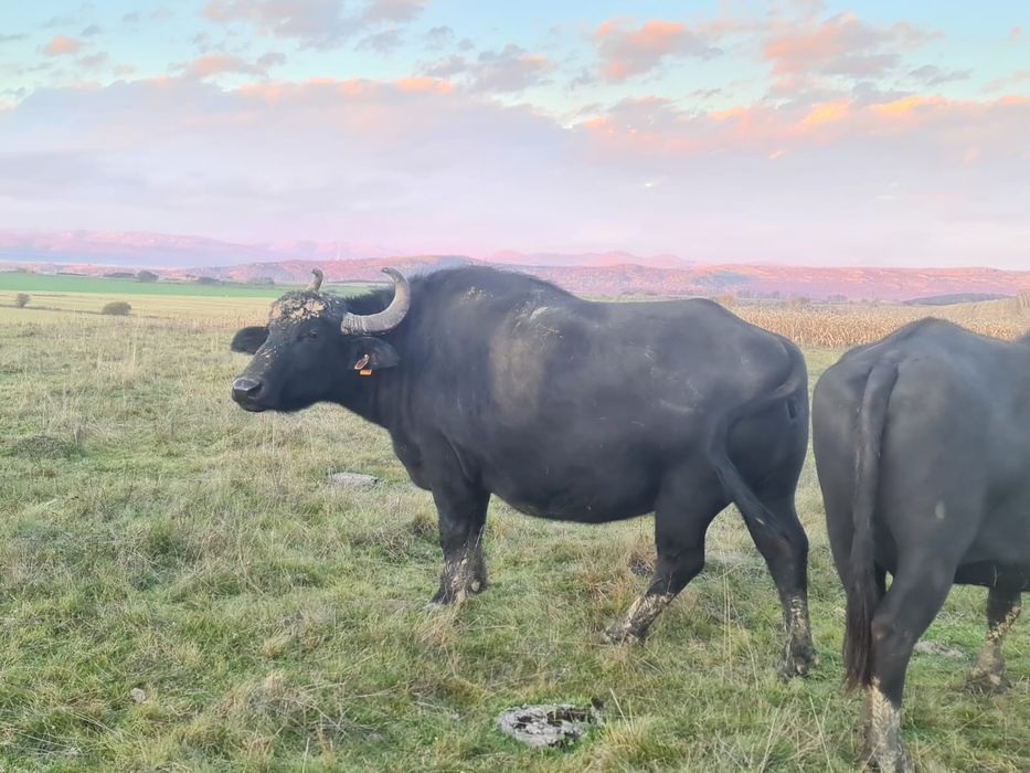 Bivolițe de vânzare și taur