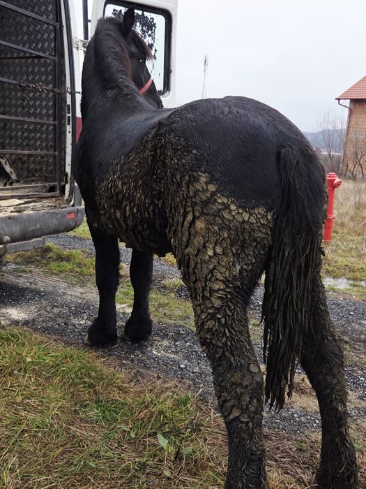 Mânz de vânzare negru