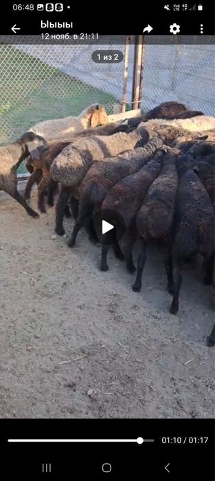 quylar sotiladi jami 55 ta