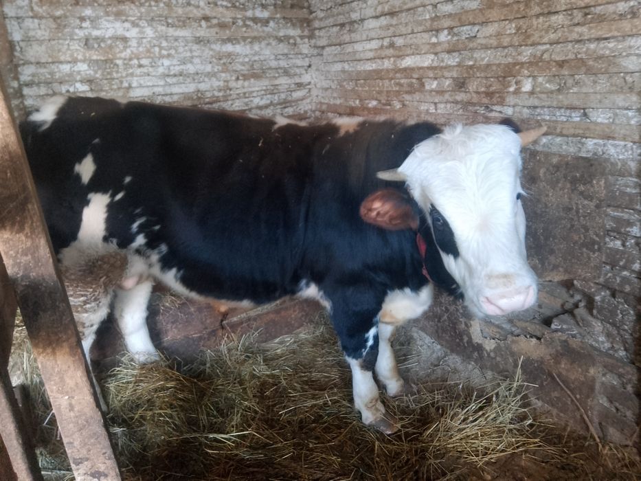 Vând vițel de rasa bălțată românească