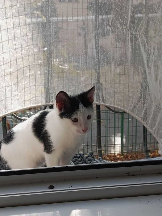 Отдаем котёнка БЕСПЛАТНО