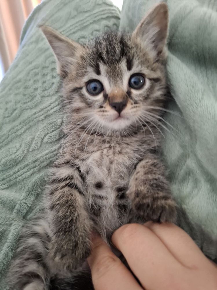 Котенок ищет дом