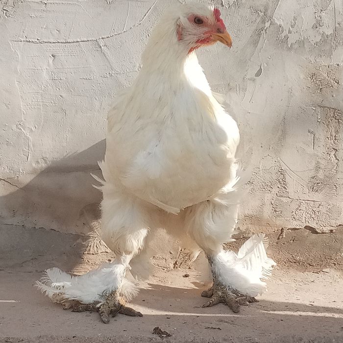 Berama  tovuq va xurozlar sotiladi