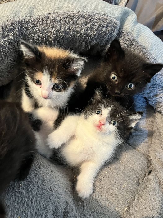Котятки ищут дом