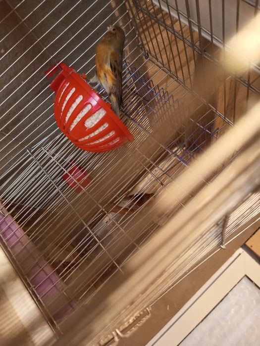 Красный дерево самка moda kanareka kanareyka канарека канарейка