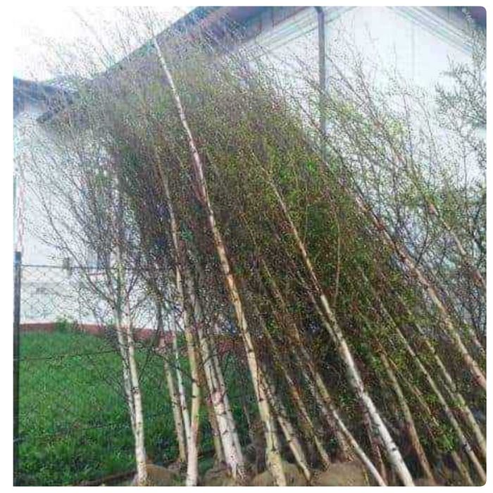 Mesteacăn, tei, fag, stejar, paltin, platan, brazi arginti și verzi