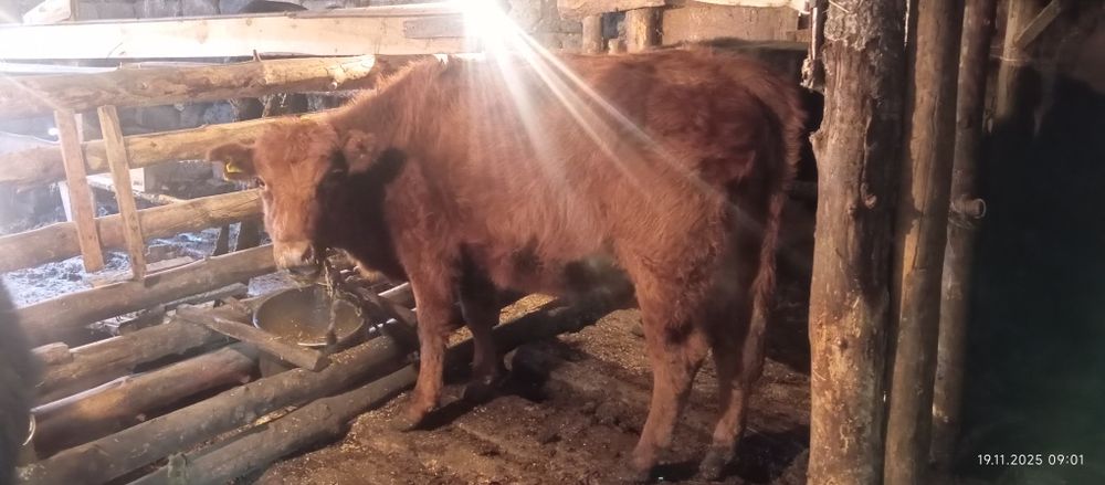 Таиынша сатылады