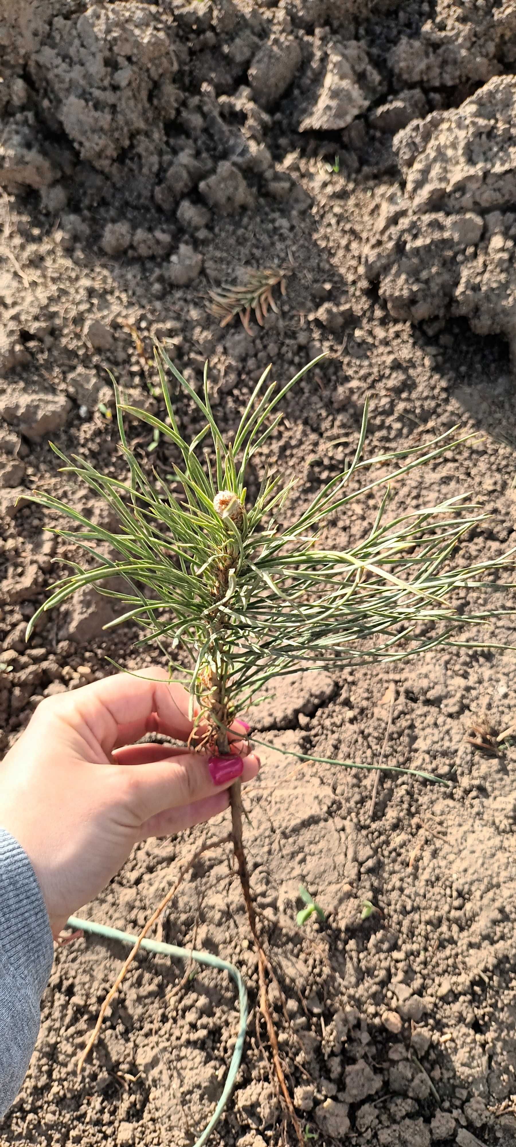 Pinus Nigra 15-20 cm